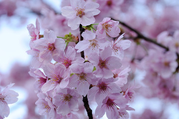 桜