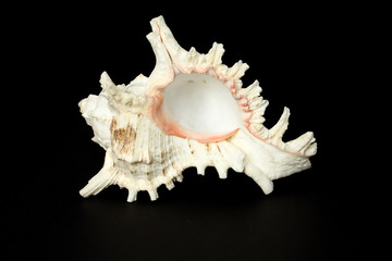 Sea shell