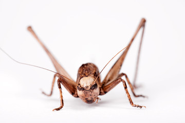 cricket Beetle isolated on white background.