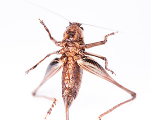 cricket Beetle isolated on white background.