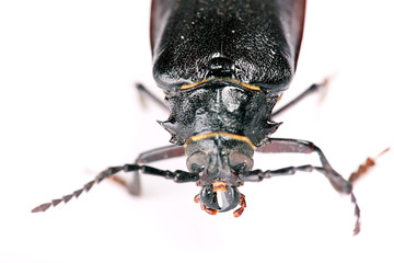 Beetle isolated on white background.