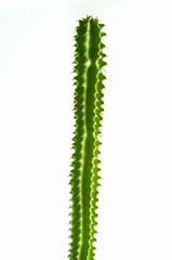 Kaktus