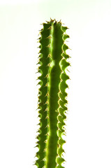 Kaktus