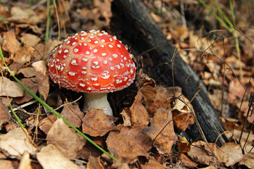 Red toadstool on forest floor