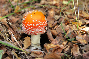 Red toadstool on forest floor