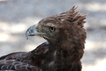Crested Eagle