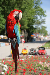 Parrot ara on not in focus a green background