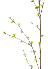 Plant isolated on white background.