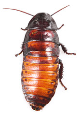 Cockroach isolated on white background.