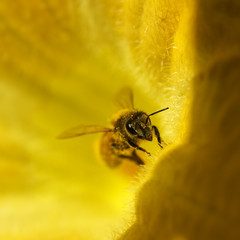 honey bee on yellow golden pumpkin flower