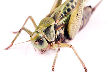 large beetle isolated on white background