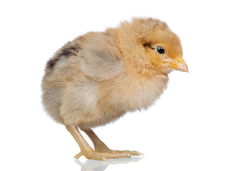 Little yellow chicken