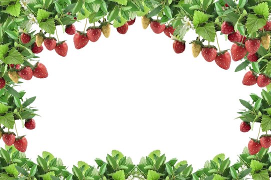 frame with strawberry