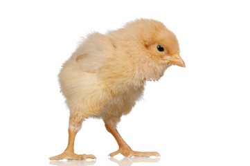 Little yellow chicken