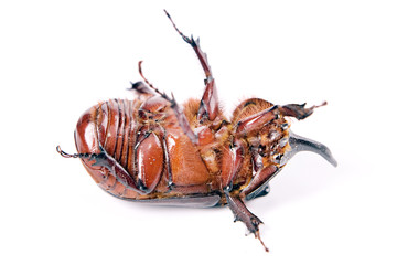 Rhinoceros beetle isolated on white background.