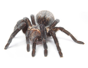 Spider isolated on white background.