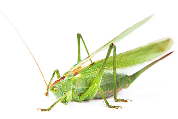 Locust isolated on white background.