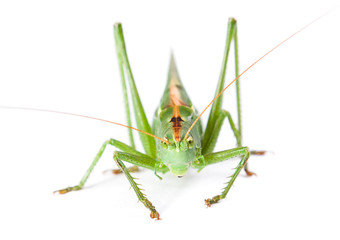 Locust isolated on white background.