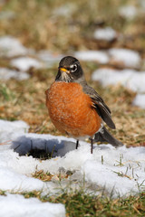 American Robin (Turdus migratorius)