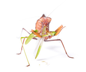 Mantis eats locust, isolated on white background.