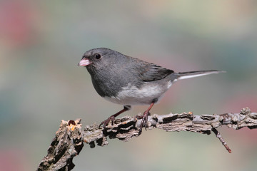 Junco On A Branch