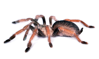 Spider isolated on white background.