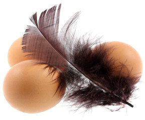 oeufs plume fond blanc