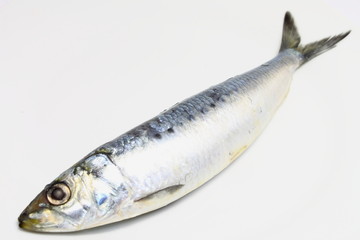 イワシ