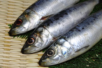 イワシ
