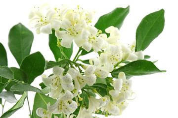 Obraz premium fleurs blanches murraya exotica fond blanc