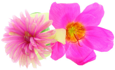 fleurs pourpier, Portulaca oleracea, fond blanc