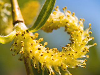 Weeping willow seeds in the spring time