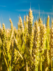 Fototapeta premium wheat closeup