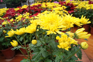 chrysanthemum