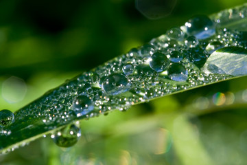 Close up view of the dew water drops on a plant