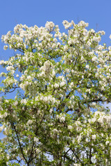 false acacia tree (robinia pseudacacia)