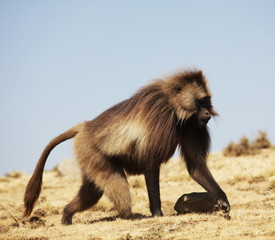 Fototapeta premium Monkey