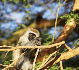 Monkey on tree