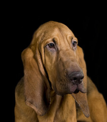 Bloodhound - obrazy, fototapety, plakaty