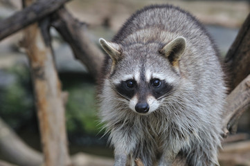 アライグマのポートレート
