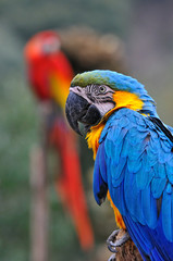 ルリコンゴウインコ