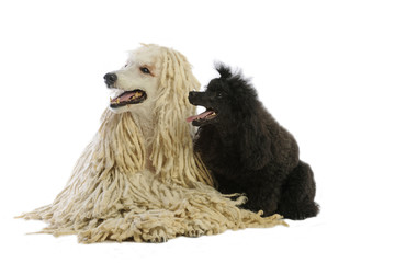 un caniche cordé et un caniche moyen noir réunis