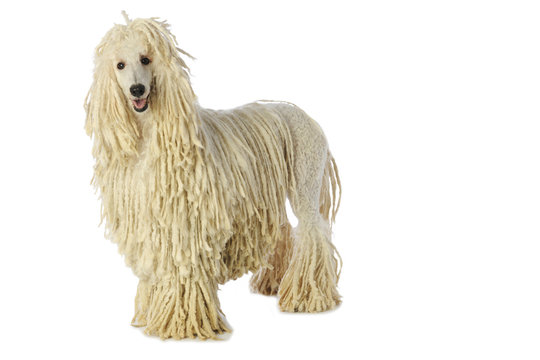 grand caniche cord&eacute; blanc de trois quart en studio