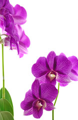 orchidée tropicale fond blanc