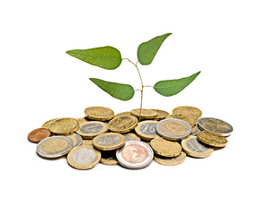 Tree growing from pile of coins