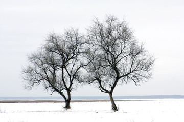 Fototapeta na wymiar two tree on winter field