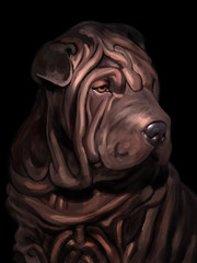 Super cute pure blooded shar pei dog