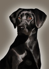 black labrador dog