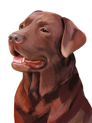 Chocolate Labrador