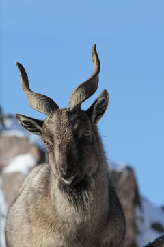 Young Markhor